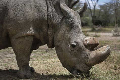 Rhino Philippines .
